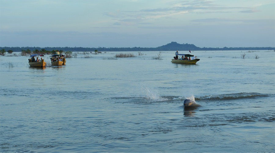 Observing Dolphins in the Mekong River